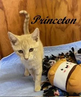 A baby medium-sized male Tabby (Buff / Tan / Fawn) Tabby cat named Princeton for adoption in Southern Pines, NC