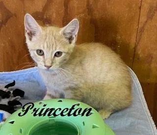 Princeton thumbnail 2