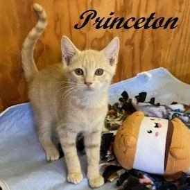 Princeton thumbnail 3