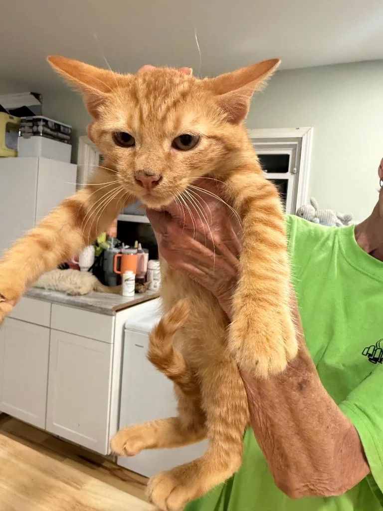 A baby large-sized male Domestic Short Hair cat named Tigger for adoption in warrenville, SC