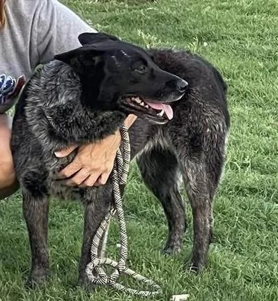 An adult medium-sized female Black Australian Cattle Dog / Blue Heeler dog named Lillie Mae for adoption in Sadler, TX