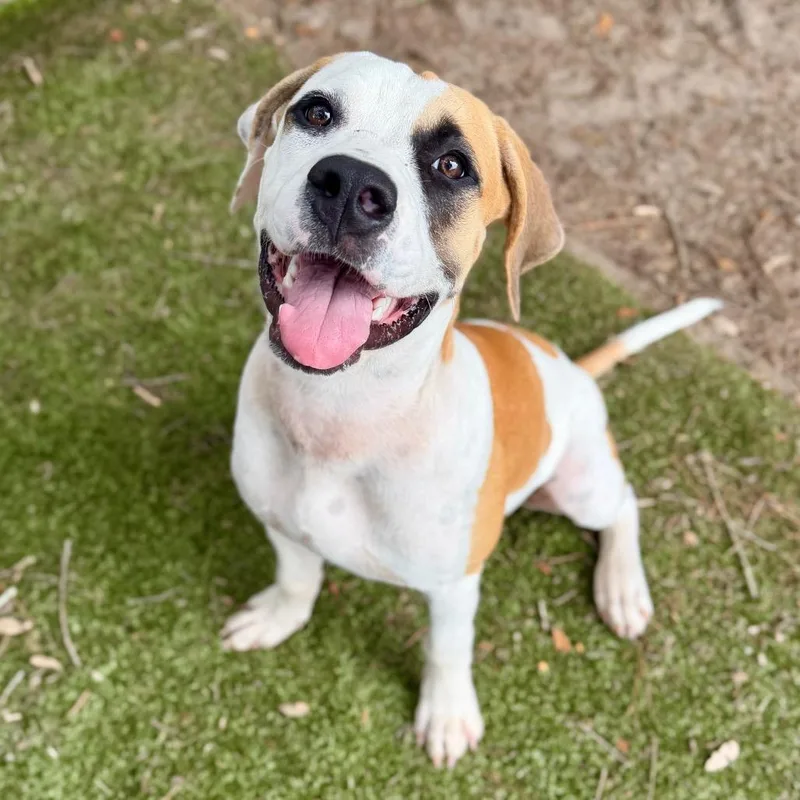 A young large-sized male Mixed Breed dog named Handsome for adoption in Milton, FL