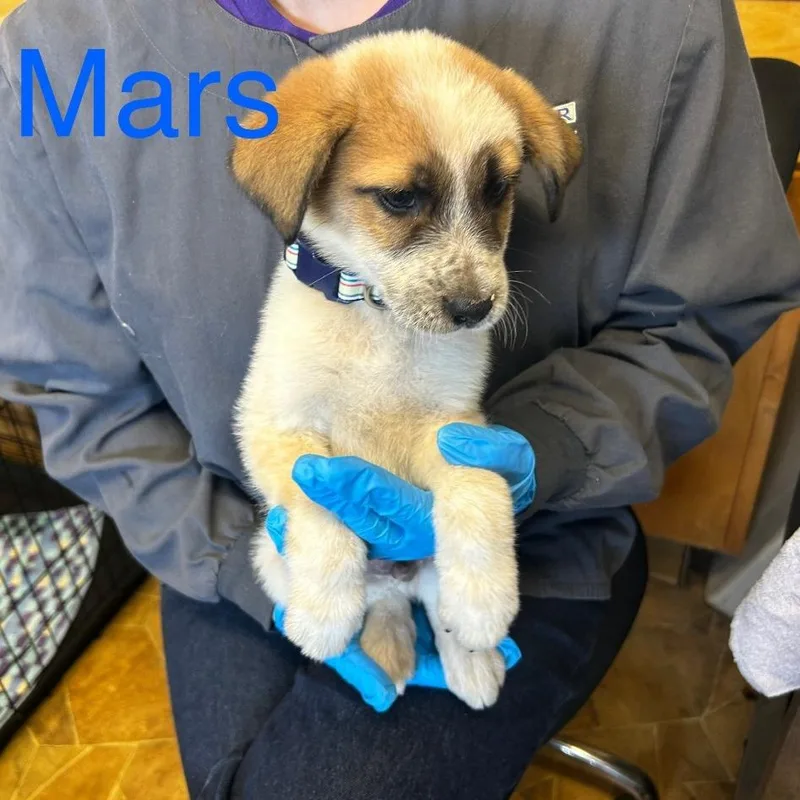 A baby small-sized male Gray / Blue / Silver Mixed Breed dog named Mars for adoption in Grand Rapids, MI