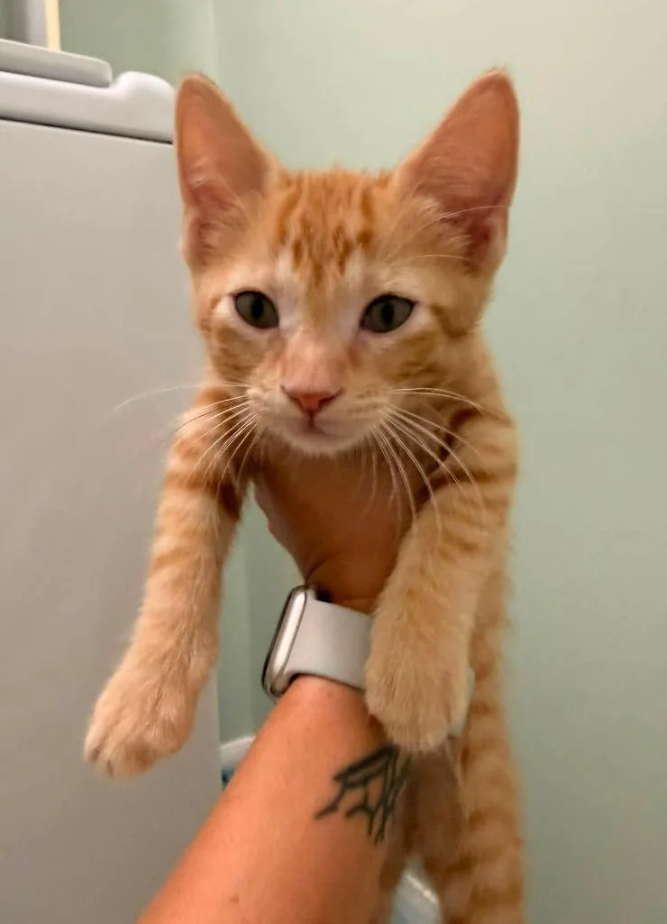 A baby small-sized male Domestic Short Hair cat named Ruddy for adoption in Magnolia, TX