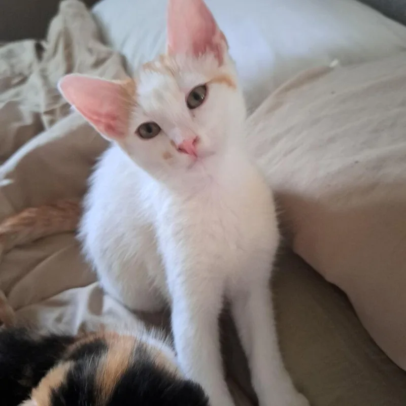 A baby small-sized male Domestic Short Hair cat named Caramel for adoption in West Mifflin, PA