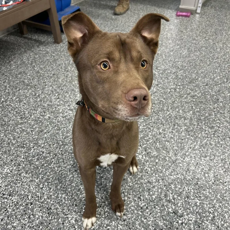 A young medium-sized male Brown / Chocolate Mixed Breed dog named Red for adoption in Moravia, NY