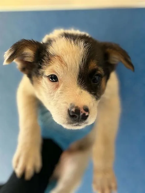 A baby small-sized female Australian Cattle Dog / Blue Heeler dog named A for adoption in Visalia, CA