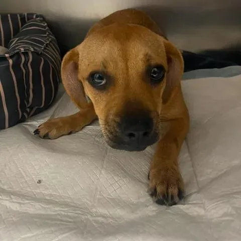 A young small-sized female Yellow / Tan / Blond / Fawn Dachshund dog named Bubu for adoption in Beaumont, TX