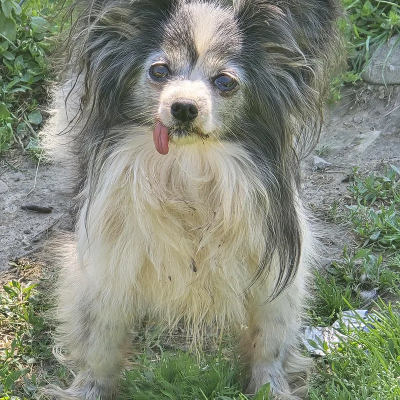 Poppy