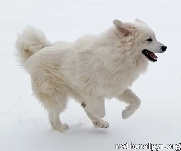 Gaston In Va  thumbnail 3