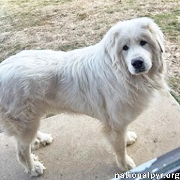 An adult large-sized male White / Cream Great Pyrenees dog named Gaston In Va  for adoption in Beacon, NY