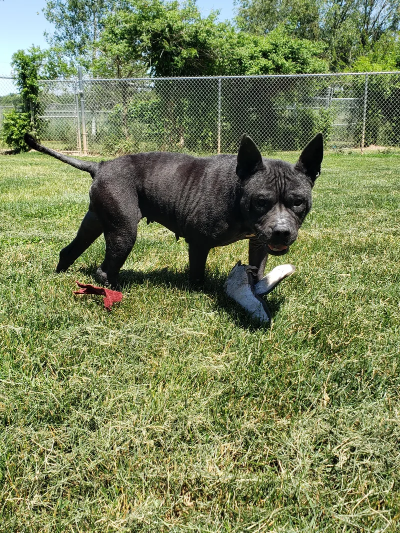 A senior medium-sized female Black Pit Bull Terrier dog named Elkie for adoption in Middlebury, IN