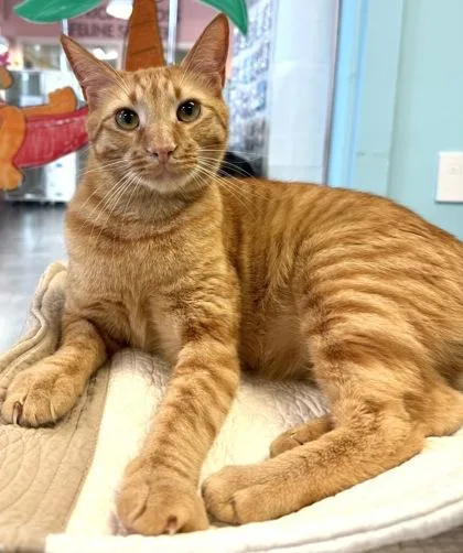 A young large-sized male Domestic Short Hair cat named Gizmo for adoption in Fernandina Beach, FL