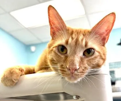 Gizmo thumbnail 2