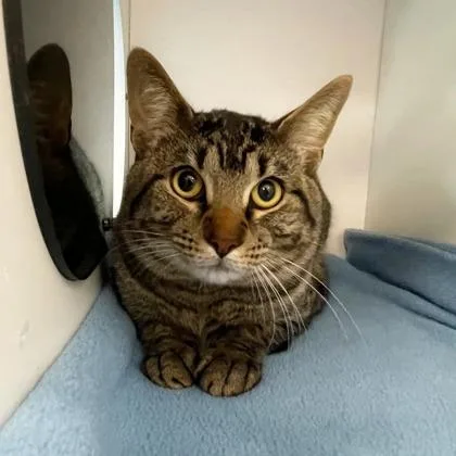 An adult small-sized male Domestic Short Hair cat named Daryl Dixon for adoption in Wheaton, IL