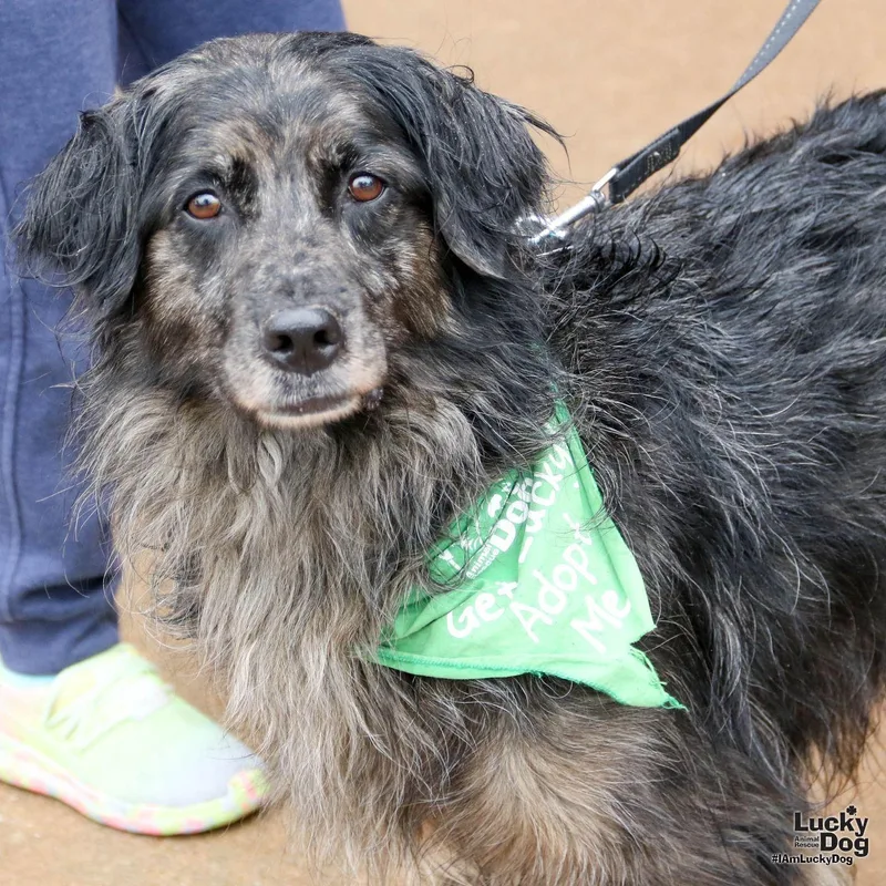 An adult large-sized female Australian Shepherd dog named Scruffy for adoption in Washington, DC