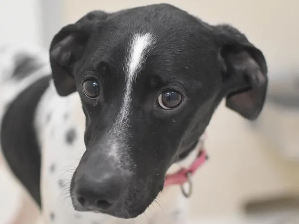 Wisteria thumbnail 2