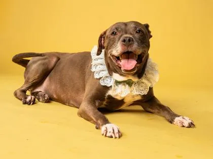 An adult medium-sized female Pit Bull Terrier dog named Shrimp for adoption in Atlanta, GA