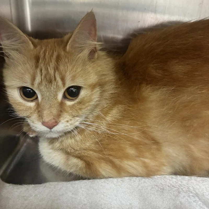An adult medium-sized female Orange / Red Domestic Medium Hair cat named Fifi for adoption in Windsor, VA