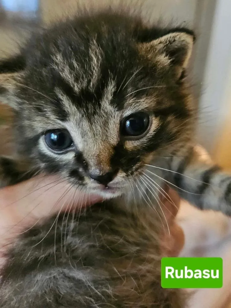 A baby small-sized female Brown / Chocolate Domestic Short Hair cat named Rubasu for adoption in Poplar Grove, IL