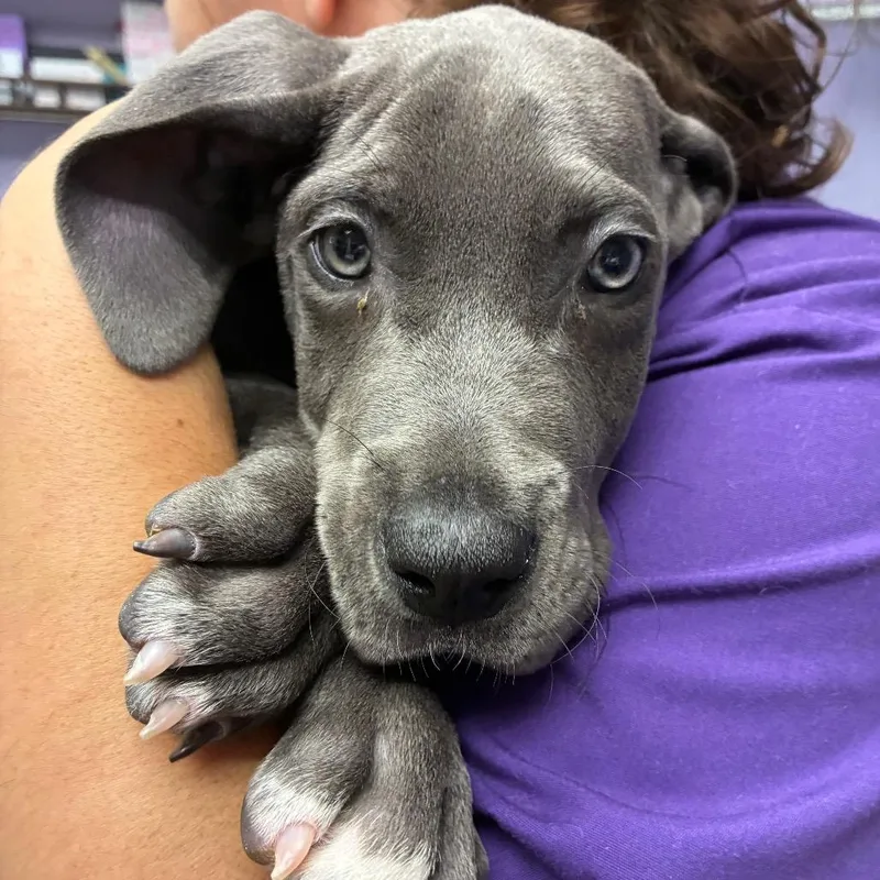 A baby small-sized male Gray / Blue / Silver Great Dane dog named Brian for adoption in Northbrook, IL