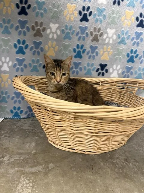 An adult small-sized female Domestic Medium Hair cat named Ariel for adoption in Rosenberg, TX