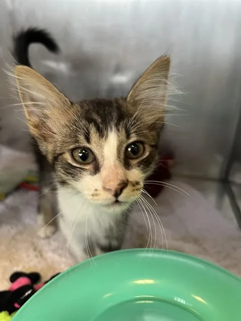 A baby small-sized female Tabby (Brown / Chocolate) Domestic Medium Hair cat named Splash A for adoption in San Andreas, CA