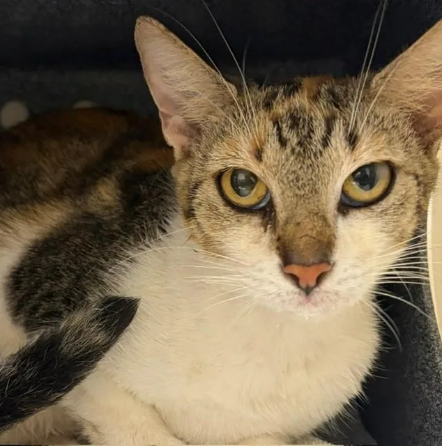 An adult medium-sized female Domestic Short Hair cat named Jackie for adoption in Naples, FL