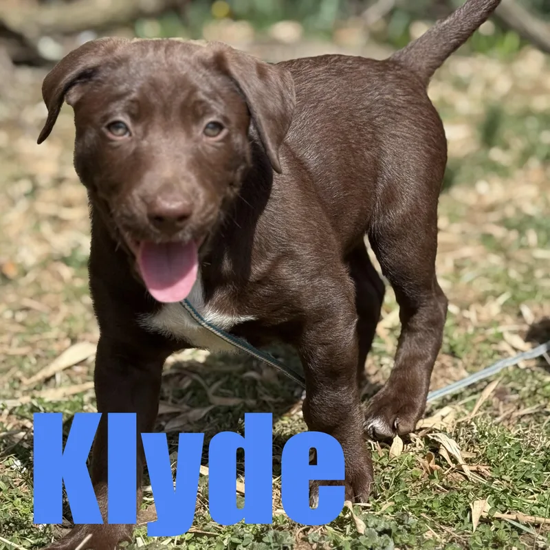 Klyde thumbnail 3