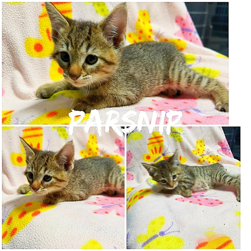 A baby medium-sized male Tabby (Gray / Blue / Silver) Domestic Short Hair cat named Parsnip for adoption in Saint James, MO