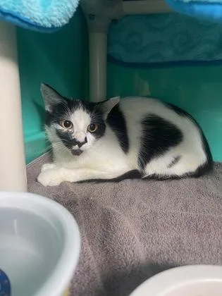 An adult medium-sized female Domestic Short Hair cat named Moe for adoption in Key West, FL