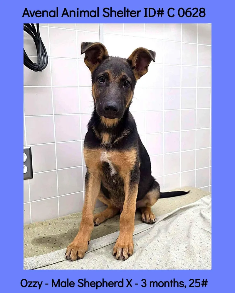 A baby large-sized male Black Shepherd dog named Ozzy for adoption in Avenal, CA