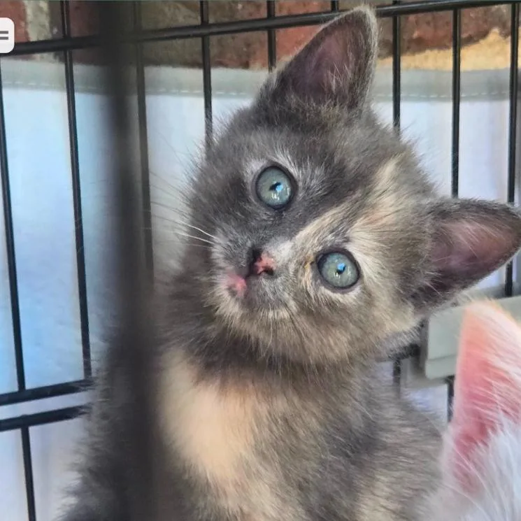 A baby small-sized female Gray / Blue / Silver Domestic Short Hair cat named Pearl for adoption in Layton, UT