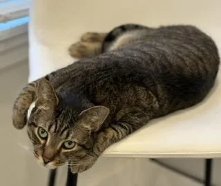 A young medium-sized male Tabby (Gray / Blue / Silver) Domestic Short Hair cat named Tony for adoption in Philadelphia, PA