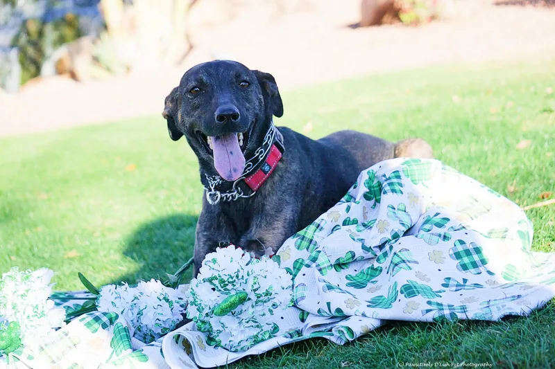 A young medium-sized female Black Whippet dog named Carrie Underwood for adoption in Cave Creek, AZ