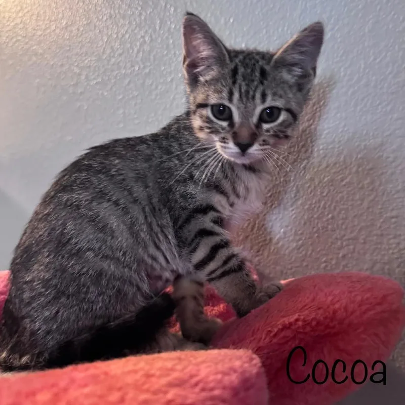 A baby small-sized female Brown / Chocolate Domestic Short Hair cat named Cocoa for adoption in TITUSVILLE, FL