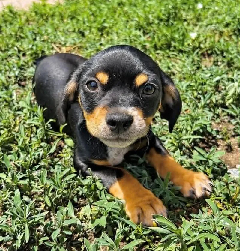 A baby small-sized male Dachshund dog named Sly for adoption in Boulder, CO