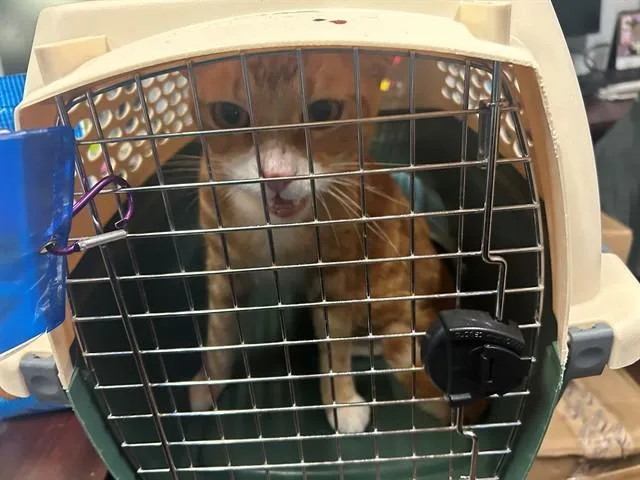 A young small-sized male Domestic Short Hair cat named Milo for adoption in Ocala, FL