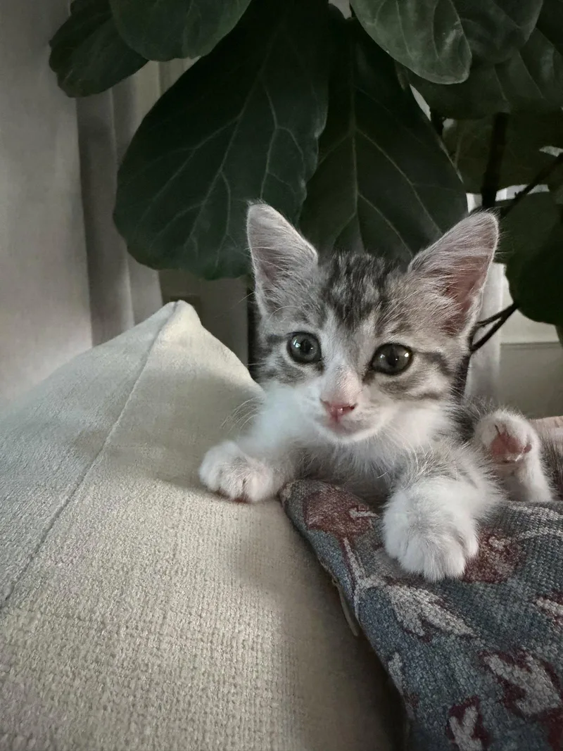 A baby extra large-sized female Tabby (Gray / Blue / Silver) Tabby cat named Summer for adoption in Phoenix, AZ