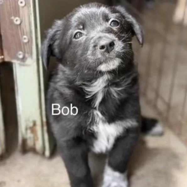 Bob