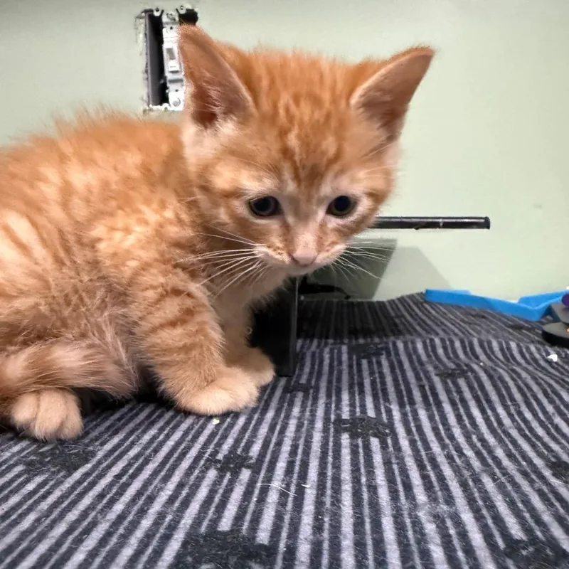 Green Orange thumbnail 2