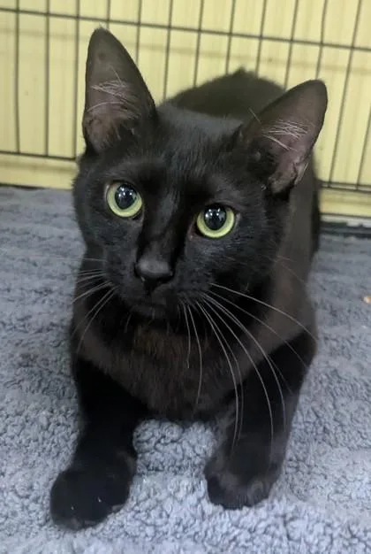 An adult medium-sized female Black Domestic Short Hair cat named Hope for adoption in Jackson, GA