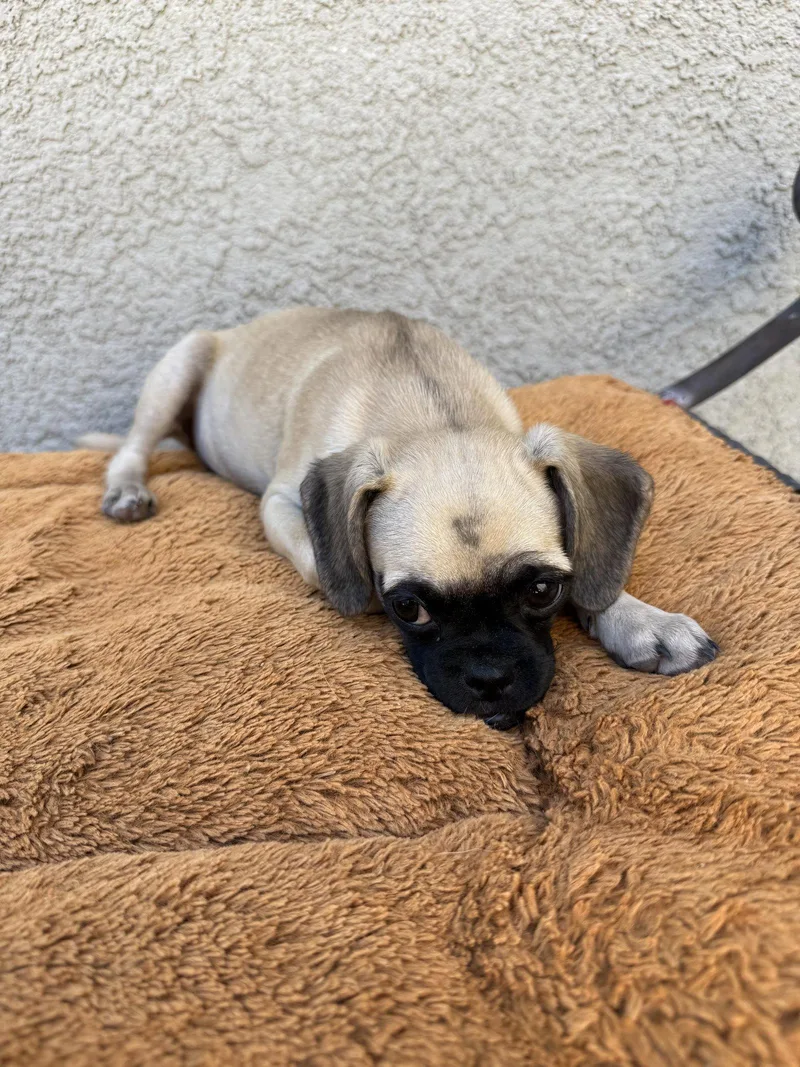 A baby small-sized female Pug dog named Pancakes for adoption in Capistrano Beach, CA