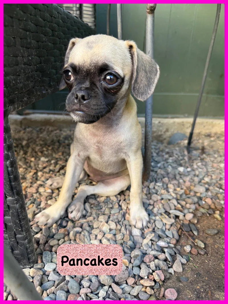 Pancakes thumbnail 2