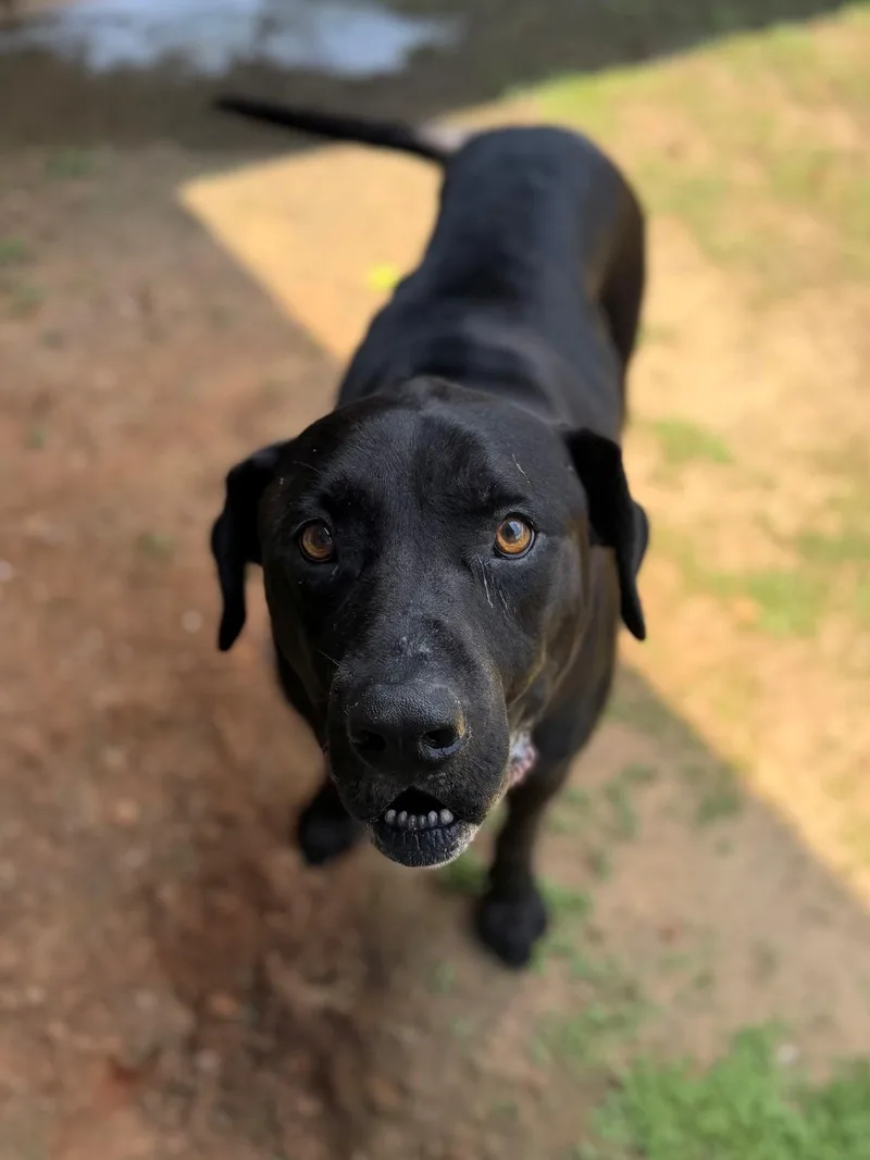 An adult medium-sized male Black Labrador Retriever dog named Duncan for adoption in Summerdale, AL