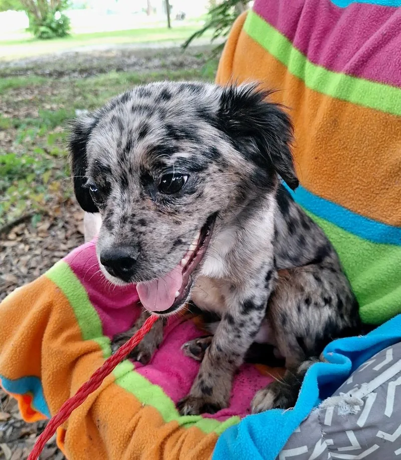 A young small-sized male Merle (Blue) Shetland Sheepdog / Sheltie dog named Willkins ORT for adoption in Missouri City, TX