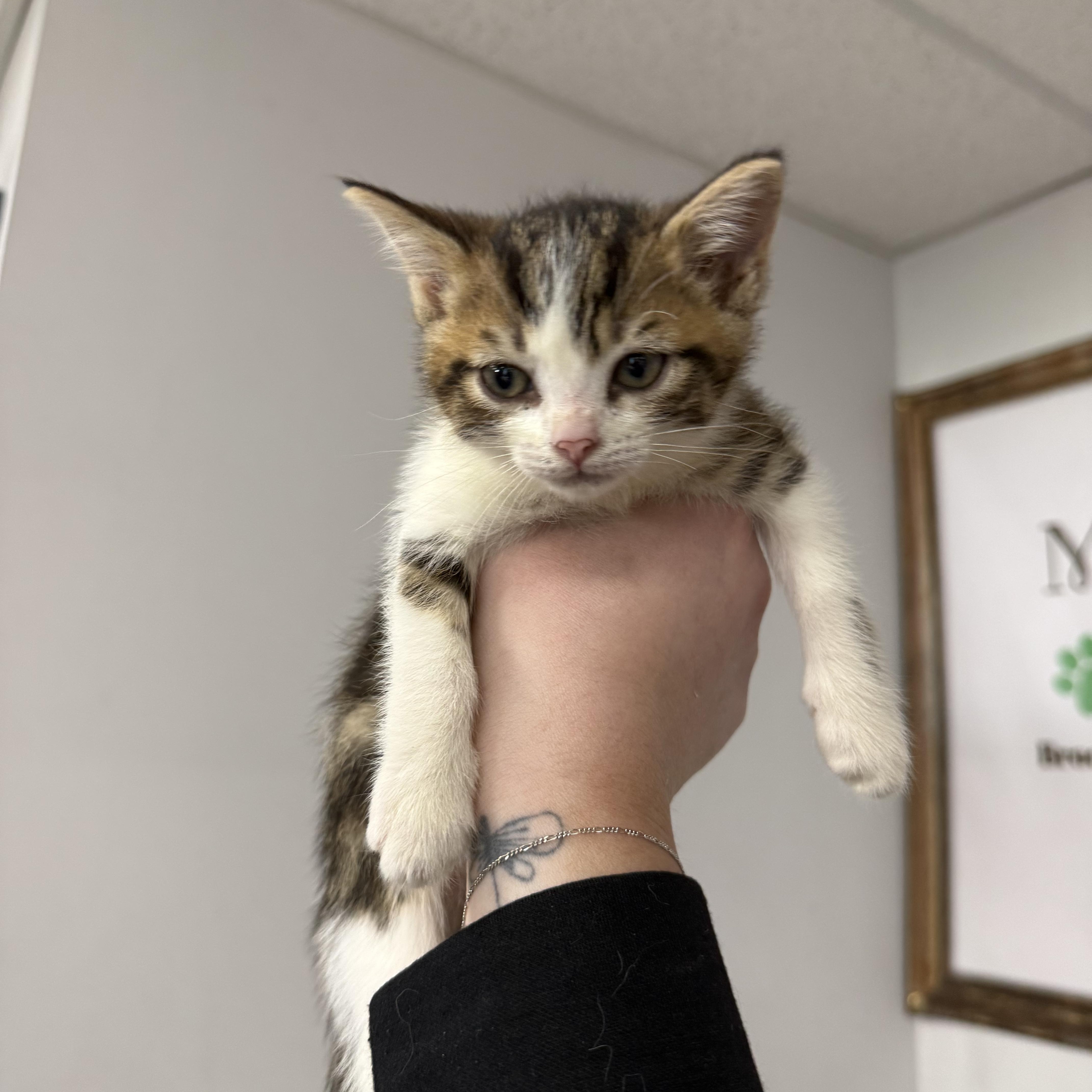 A baby medium-sized female Tabby (Gray / Blue / Silver) Domestic Short Hair cat named Dot for adoption in Brooklyn, NY