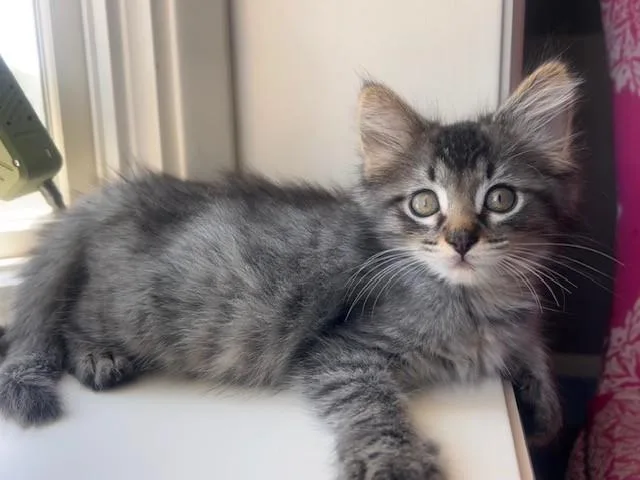 A baby small-sized male Domestic Short Hair cat named Squirt for adoption in Omaha, NE