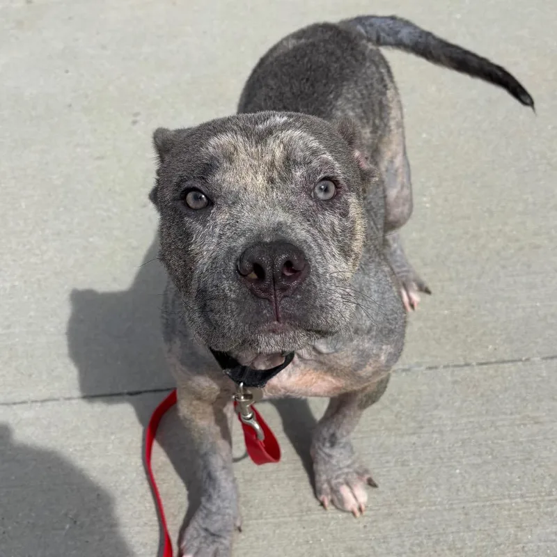A young medium-sized male Gray / Blue / Silver Pit Bull Terrier dog named Rocco for adoption in Matteson, IL