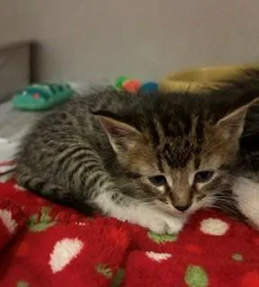 A baby medium-sized female Tabby (Buff / Tan / Fawn) Domestic Short Hair cat named Ceramics for adoption in Mason City, IA